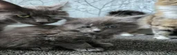 Maine Coon cats for sale: 1 male & 2 female maine coone kittens.  - Advert 18