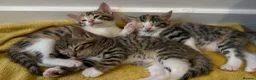 Mixed Breed cats for sale: Adorable Kittens  Little Fox Girls & 1 Cartoon Boy - Advert 4
