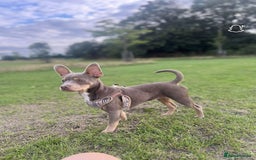 Mixed Breed dogs for sale: Our Beautiful Puppy Hudson - Image 3