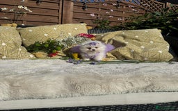 Pomeranian dogs for sale: KC White Pomeranian polar bears 🐻‍❄️  - Image 12