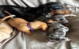 Miniature Dachshund dogs for sale: 5 beautiful miniature dachshunds for sale - Image 30