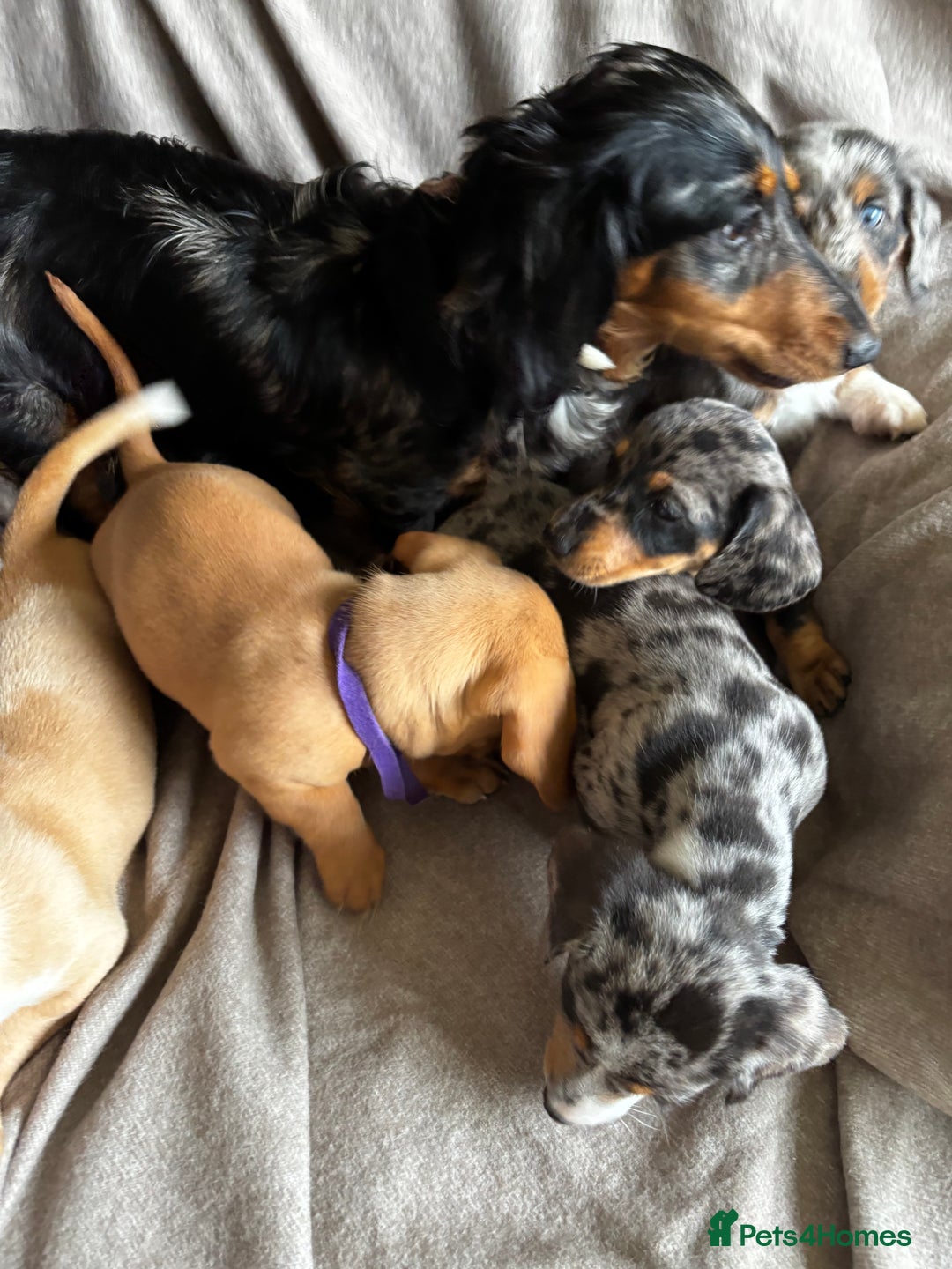 Miniature Dachshund dogs for sale: 5 beautiful miniature dachshunds for sale - Image 30