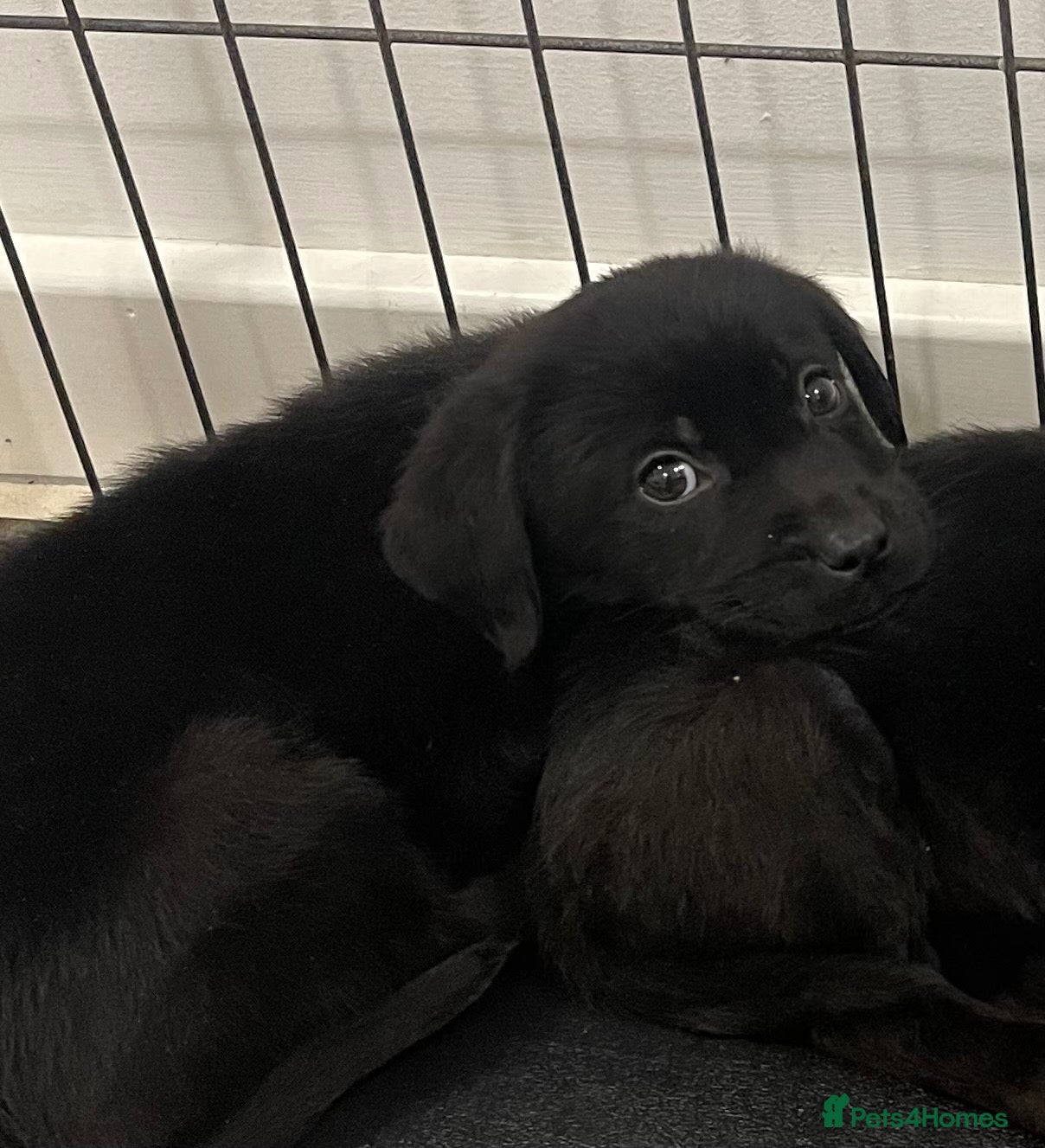 Labrador Retriever dogs for sale: Gorgeous Labrador pups - Advert 2