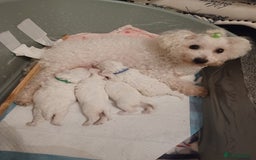 Bichon Frise dogs for sale: GORGEOUS BICHON FRISE❤️ 2 girls 3 boys - Image 16