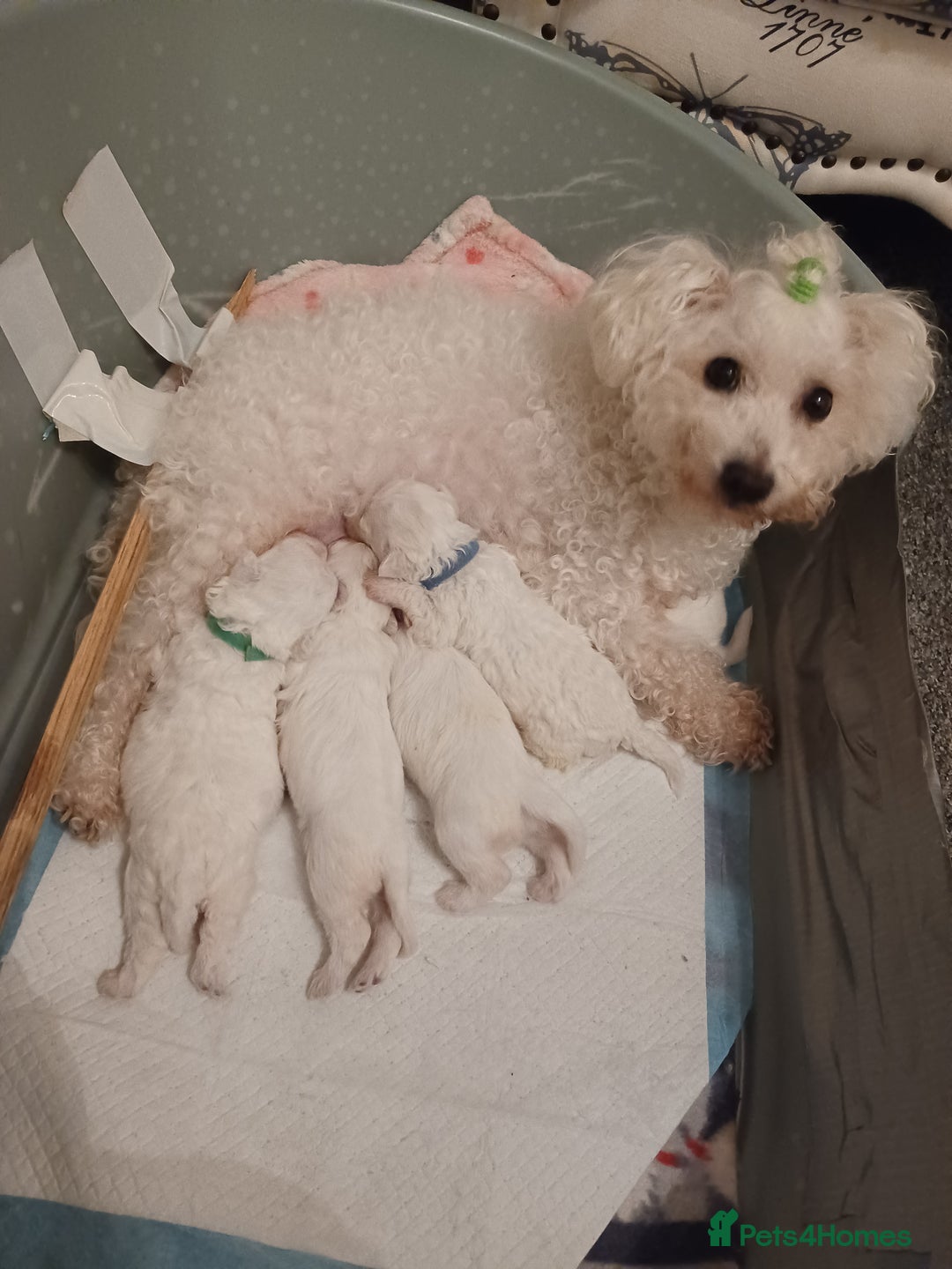Bichon Frise dogs for sale: GORGEOUS BICHON FRISE❤️ 2 girls 3 boys - Image 16