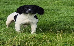 English Springer Spaniel dogs for stud: Black and white springer spaniel for stud  - Image 2