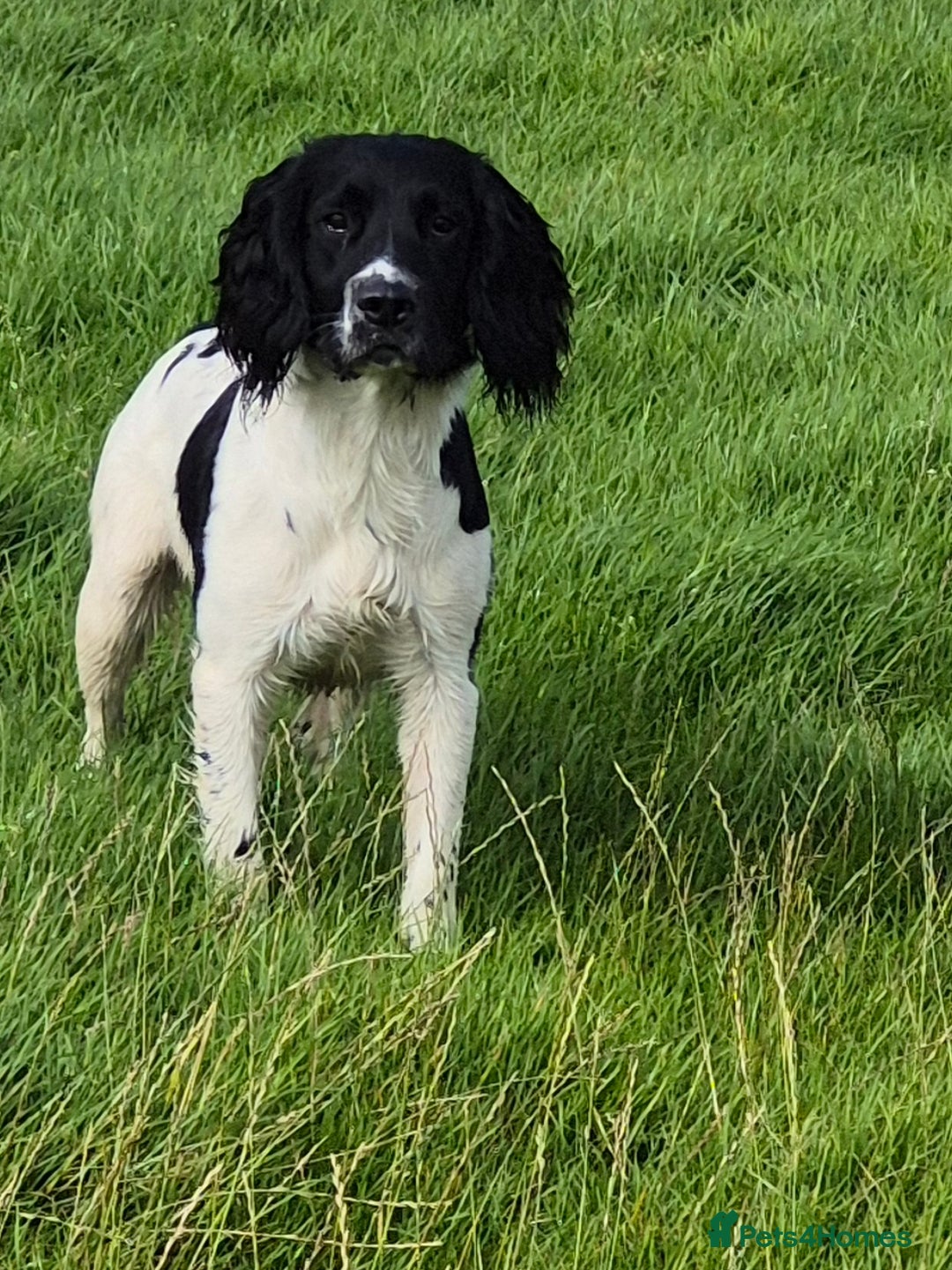 English Springer Spaniel dogs for stud: Black and white springer spaniel for stud  - Image 2