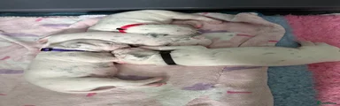 Dalmatian Puppy 3