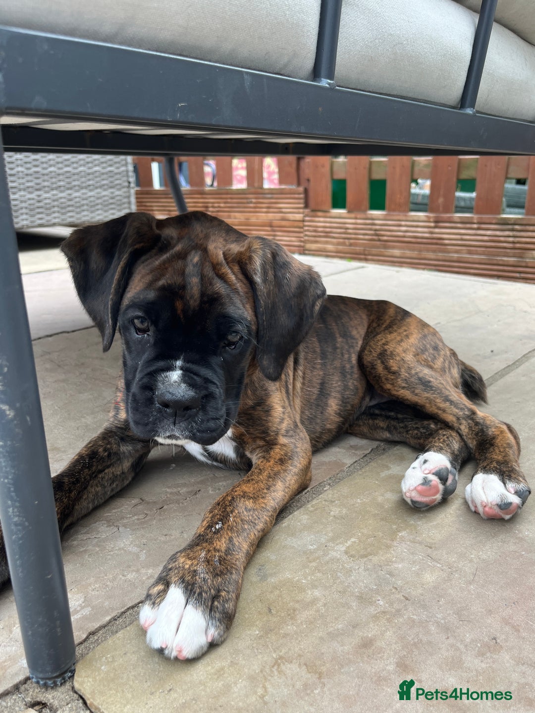 Boxer dogs for sale: Only 1 remaining! KC Boxer Puppies - Image 17