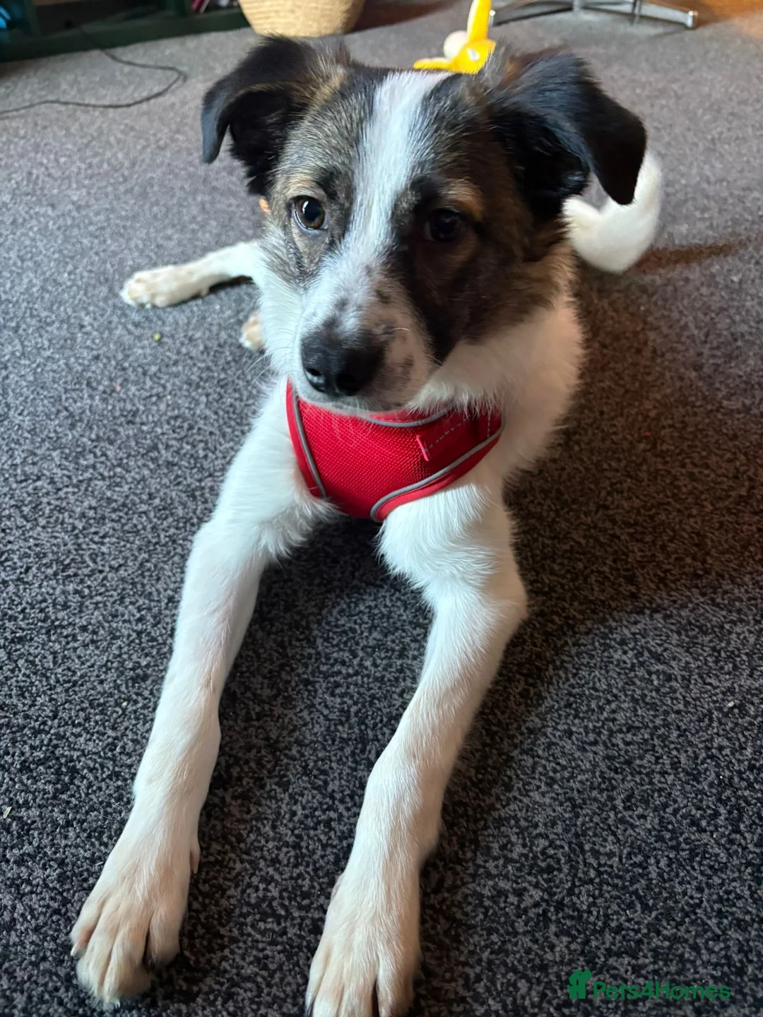 Mixed Breed dogs for adoption: Silver  - Advert 2