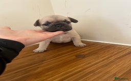French Bulldog dogs for sale: Fluffy French bulldog puppies  - Image 5
