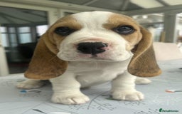 Beagle dogs for sale: Beagle Puppy 1 - Top pedigree Beagle pups! - Image 1