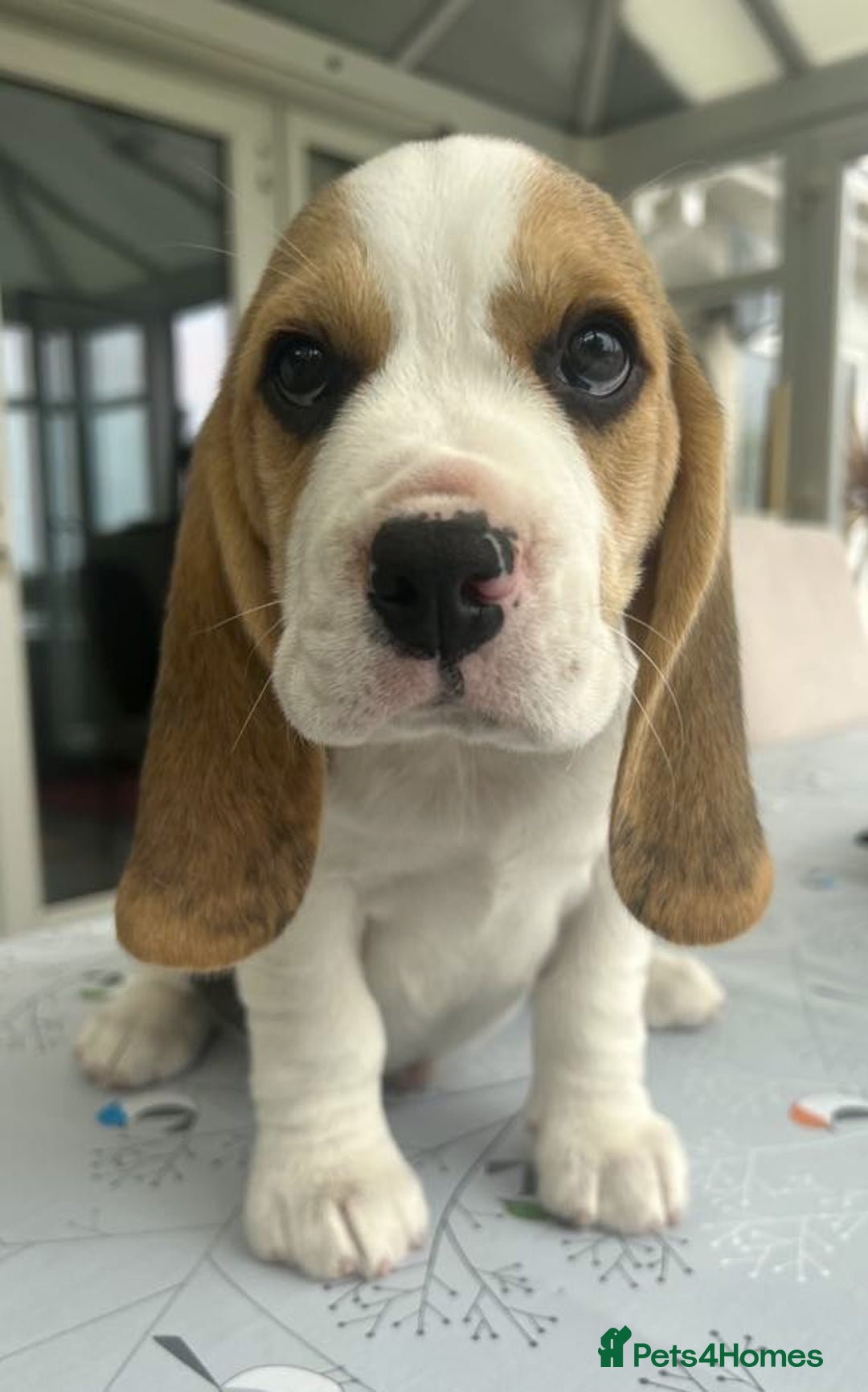 Beagle dogs for sale: Beagle Puppy 1 - Top pedigree Beagle pups! - Image 1