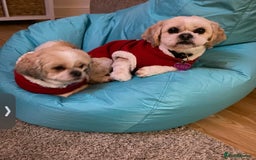 Shih Tzu dogs for sale: Coco & Mia (Not puppies)  - Image 3