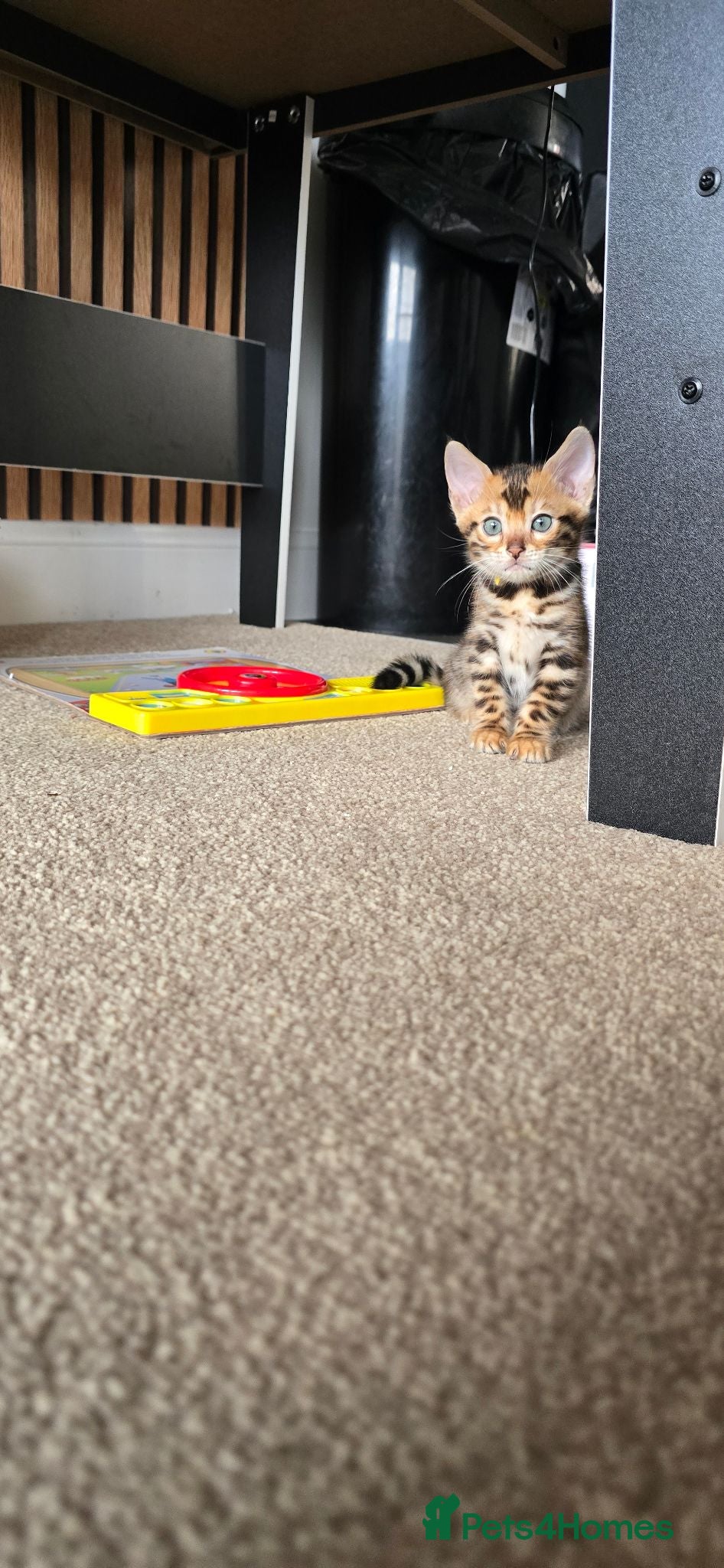 Bengal cats Pure breed bengal kittens  - Advert 4