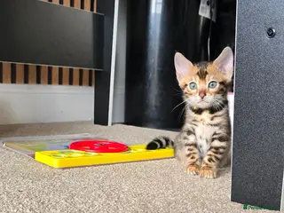 Bengal cats Pure breed bengal kittens - Advert 6