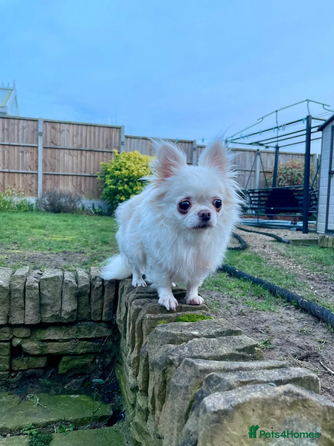 Chihuahua dogs for sale: 6 year old adorable Chihuahua girl  - Advert 14