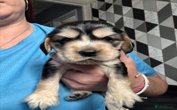 Cocker Spaniel dogs for sale: Stunning litter of Show Cocker Spaniel Puppies - Image 16