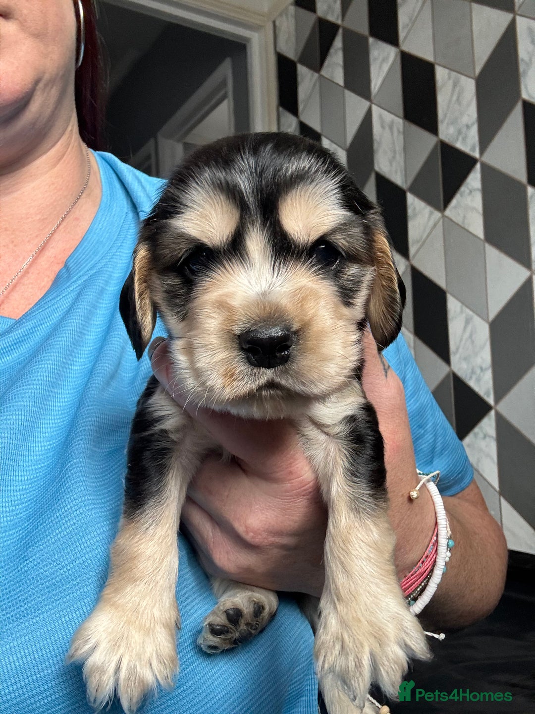 Cocker Spaniel dogs for sale: Stunning litter of Show Cocker Spaniel Puppies - Image 16