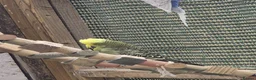 Budgerigars birds for sale: Aviary Budgerigars - Advert 2