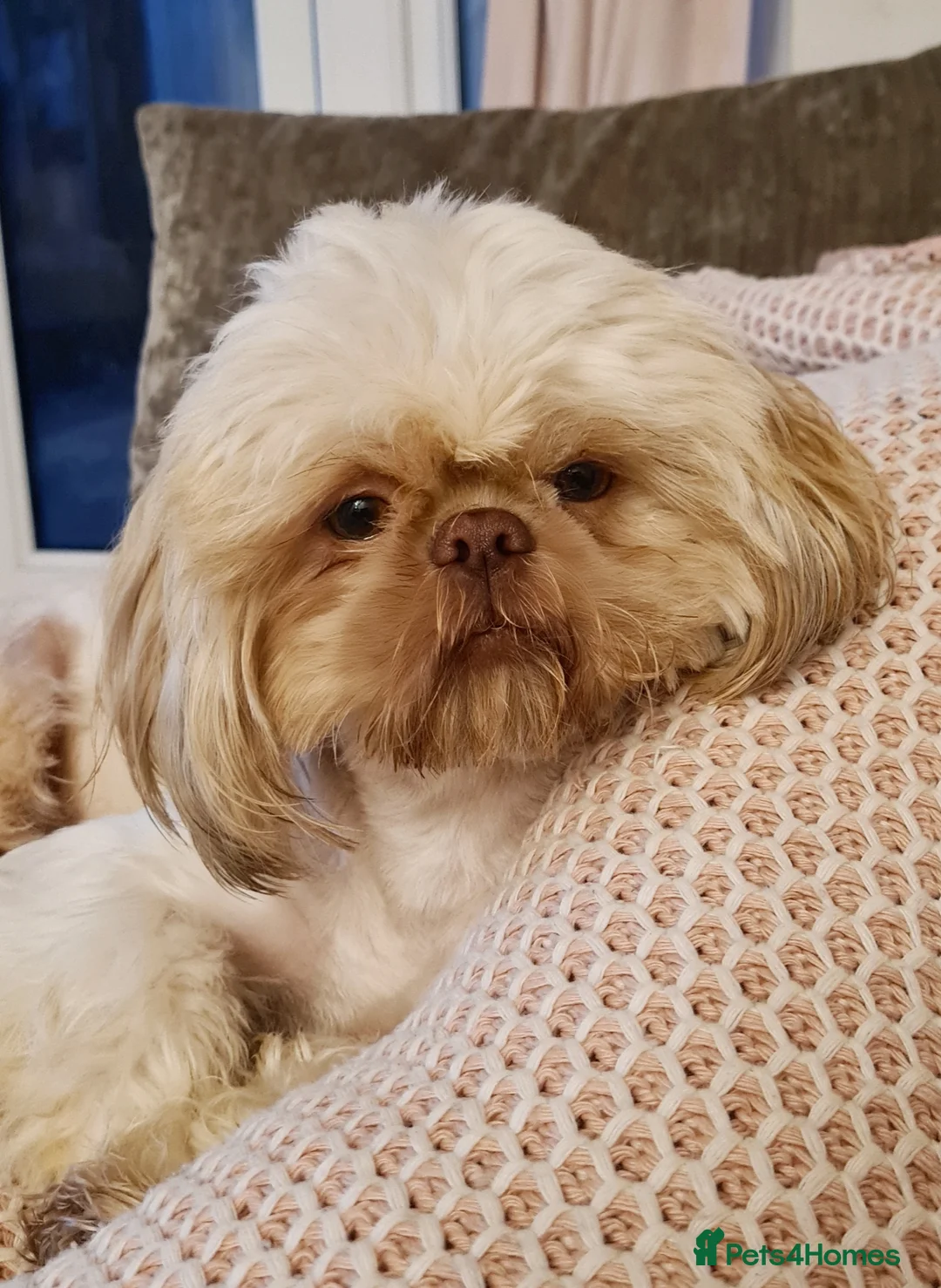 Shih Tzu dogs for stud: LAVENDER PRODUCING Liver Imperial shihtzu in Cardiff - Advert 5