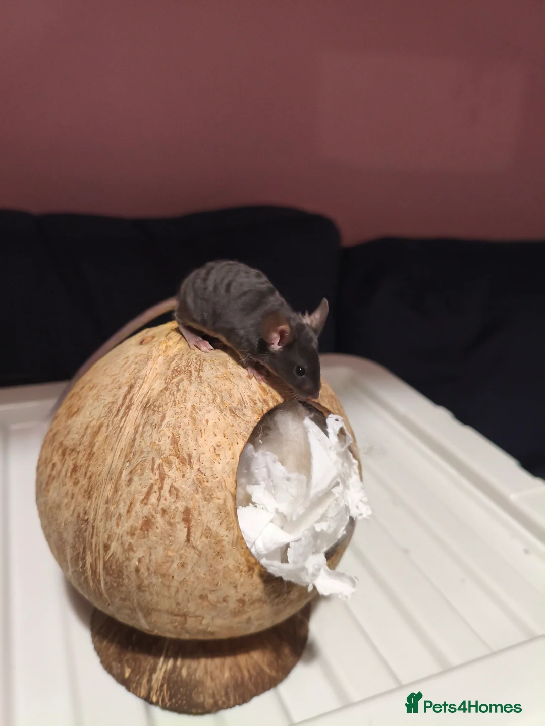 Mouse rodents for sale: Two bucks / male fancy mice in Norwich - Advert 1