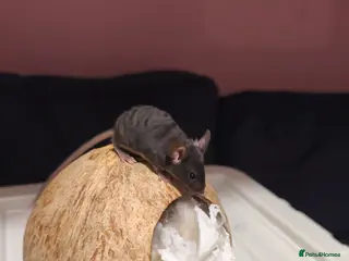 Mouse rodents Two bucks / male fancy mice - Advert 1