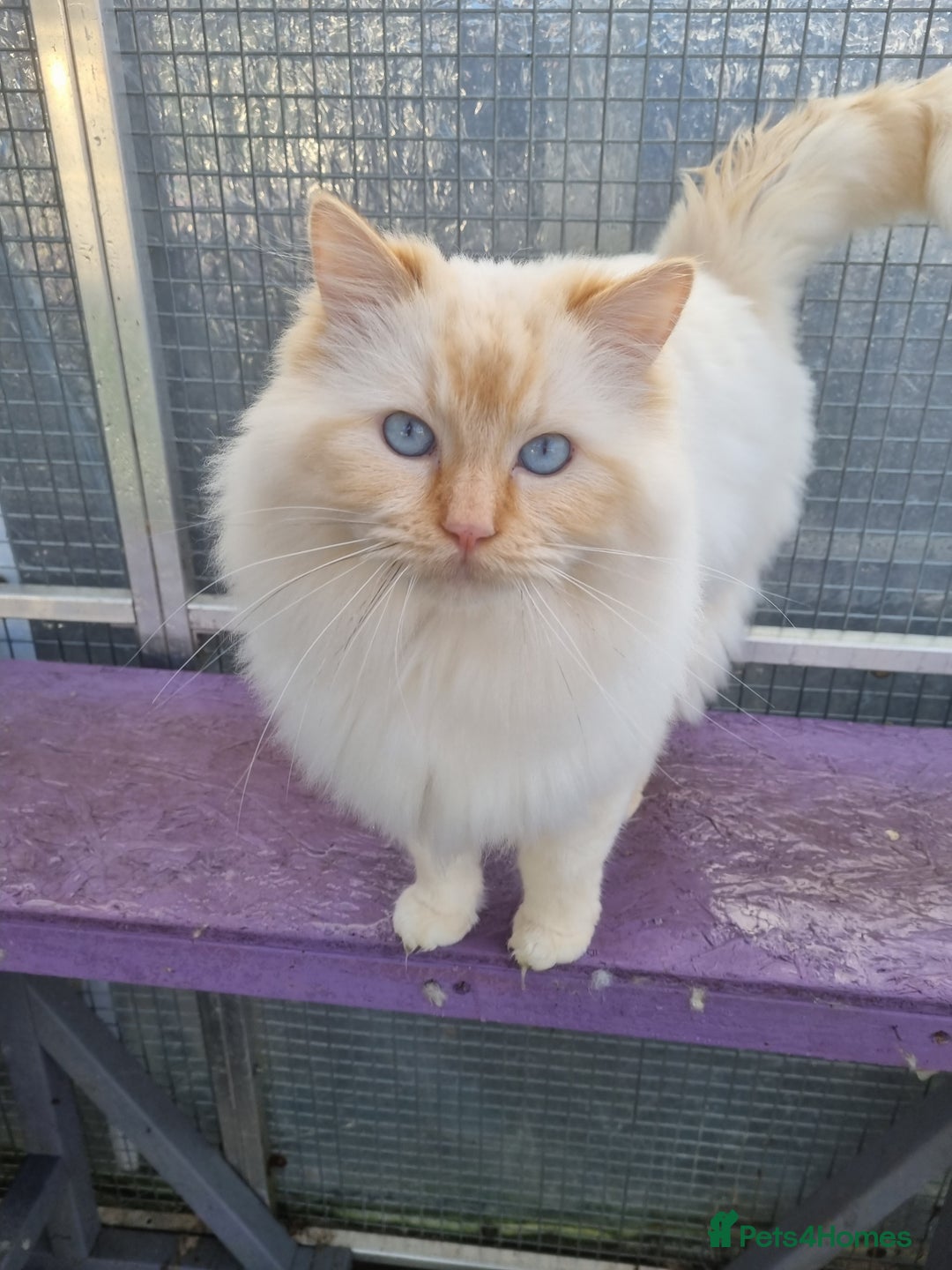 Ragdoll cats for stud: GCCF Active ragdoll stud. in Spalding - Image 1