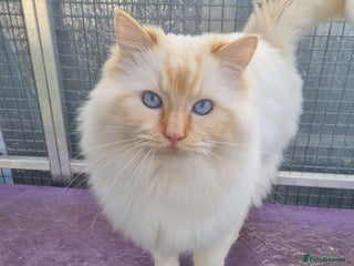 Ragdoll cats in Spalding - Advert 25