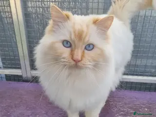 Ragdoll cats GCCF Active ragdoll stud. in Spalding - Advert 5