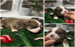 Olde English Bulldogge dogs for sale: Stunning Olde English pups - Image 7
