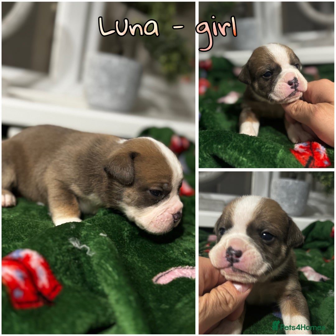 Olde English Bulldogge dogs for sale: Stunning Olde English pups - Image 7