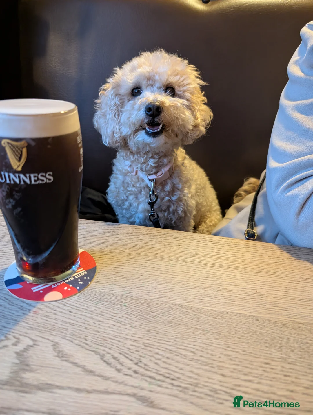 Maltipoo dogs for sale: maltese and malipoo  - Advert 9