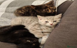 British Shorthair cats for sale: British shorthair kittens - Image 2