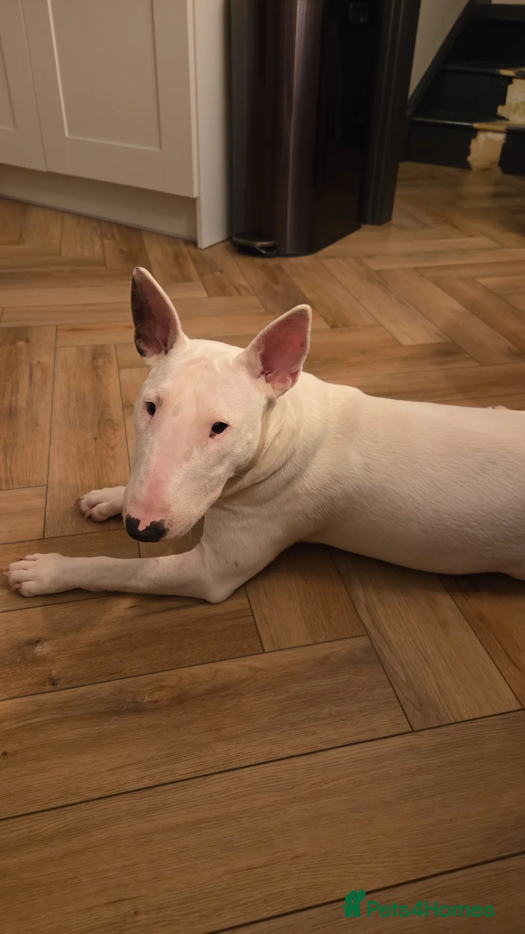English Bull Terrier dogs for sale: Beautiful Tia - Advert 3
