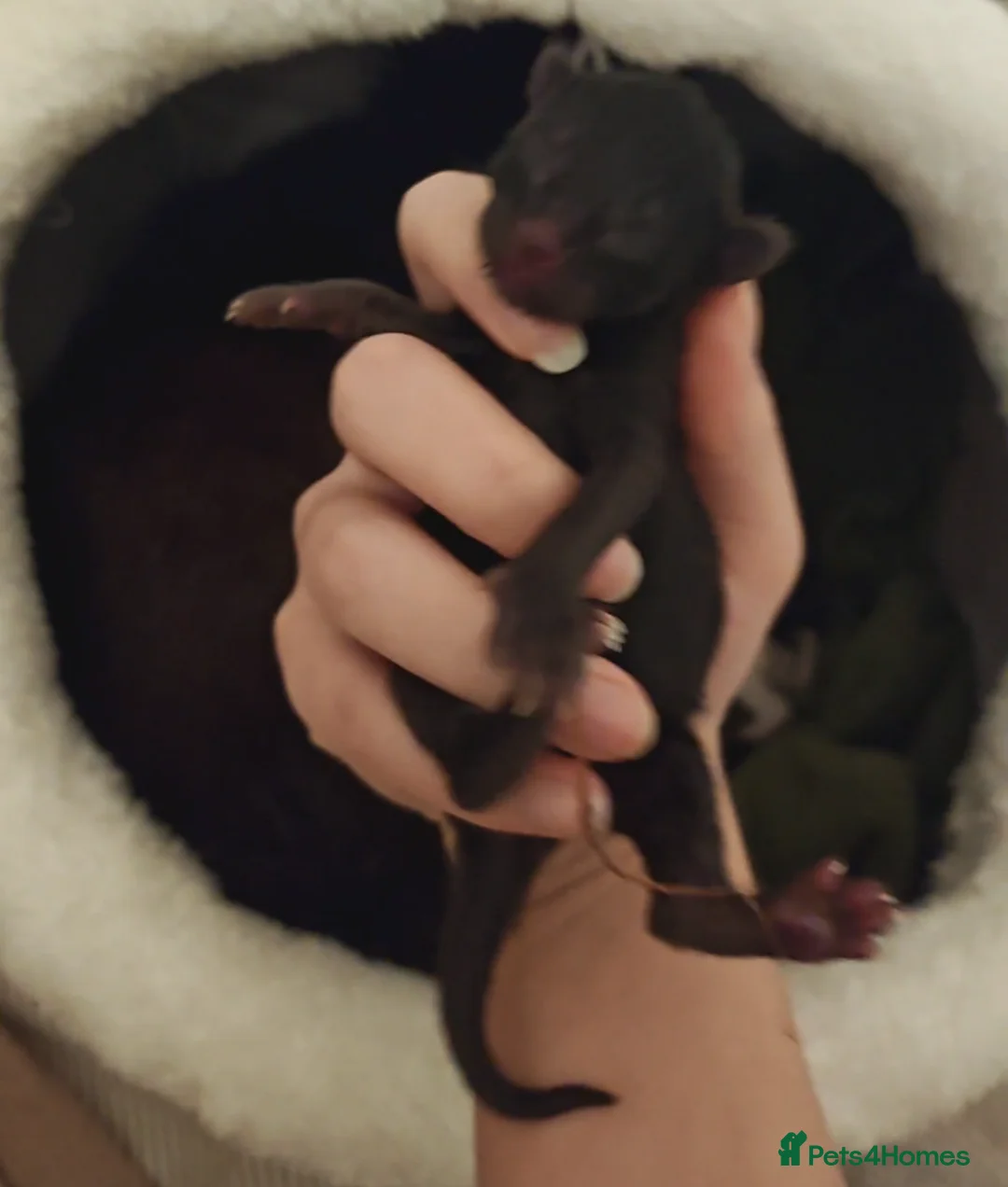 Mixed Breed cats for sale: Moggie Kittens  in Burnley - Advert 2