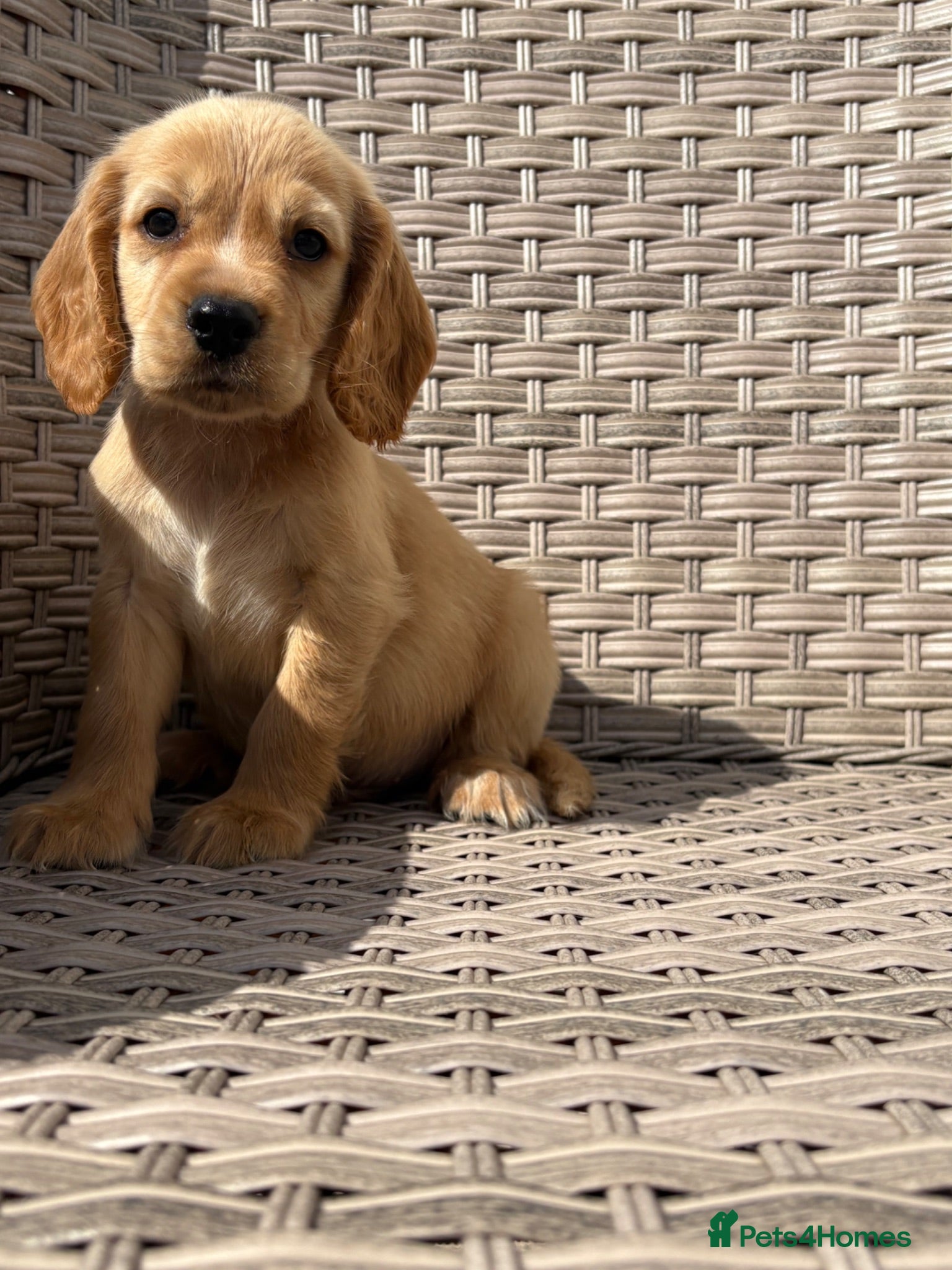 Cocker Spaniel dogs Cocker spaniel puppies - Advert 11