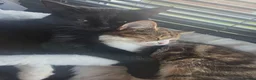Mixed Breed cats for sale: Kittens for sale blackpool  - Advert 23