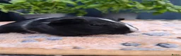 Guinea Pig rodents for sale: Swiss, Cali, Self Black & Smooth Baby Guinea Pigs - Advert 13