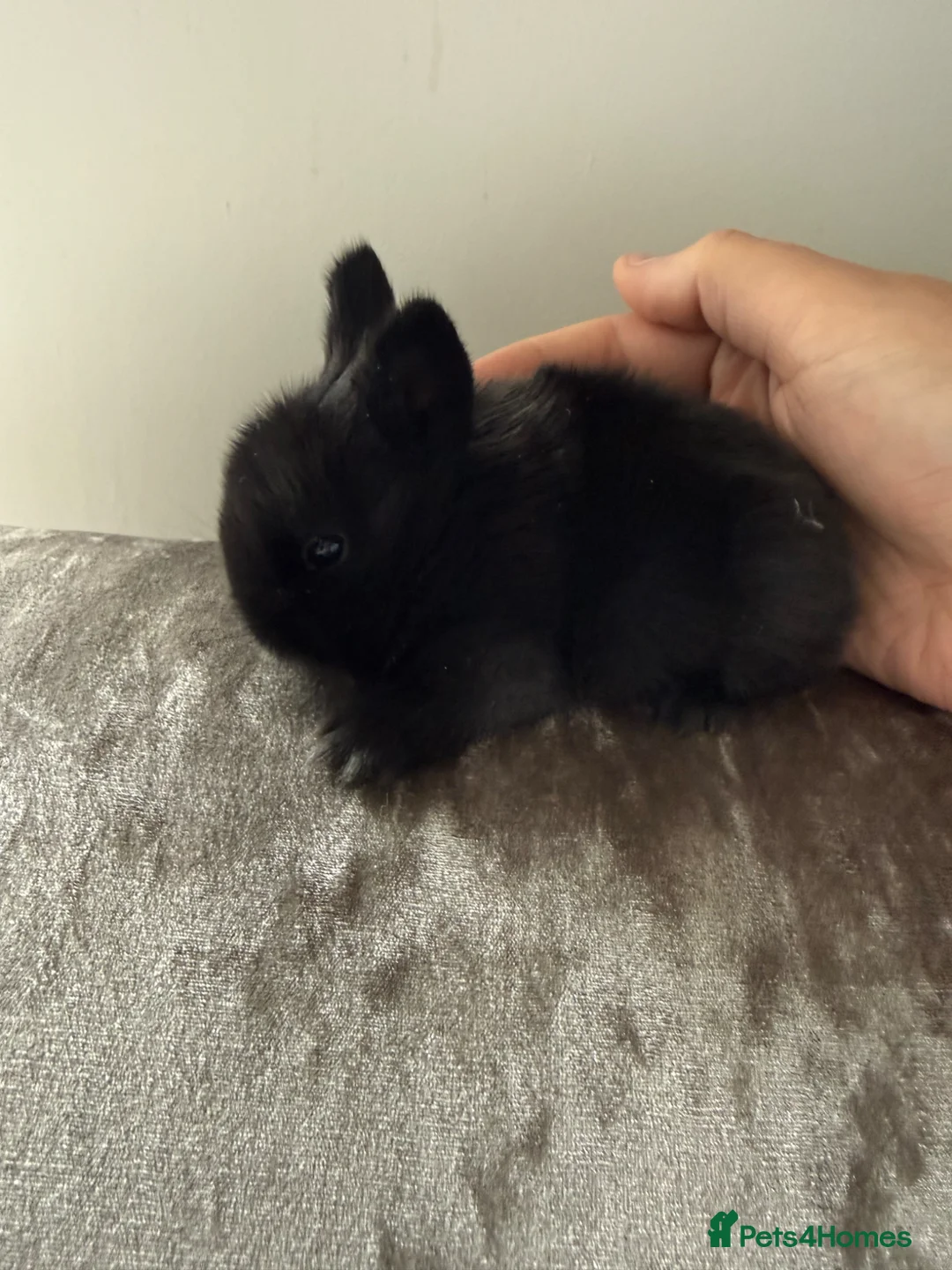 Mini Lion Lop rabbits for sale: 4 stunning mini lion lops - Advert 4