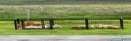 Golden Retriever dogs for sale: Golden retriever puppies  in Isle of Lewis - Advert 2