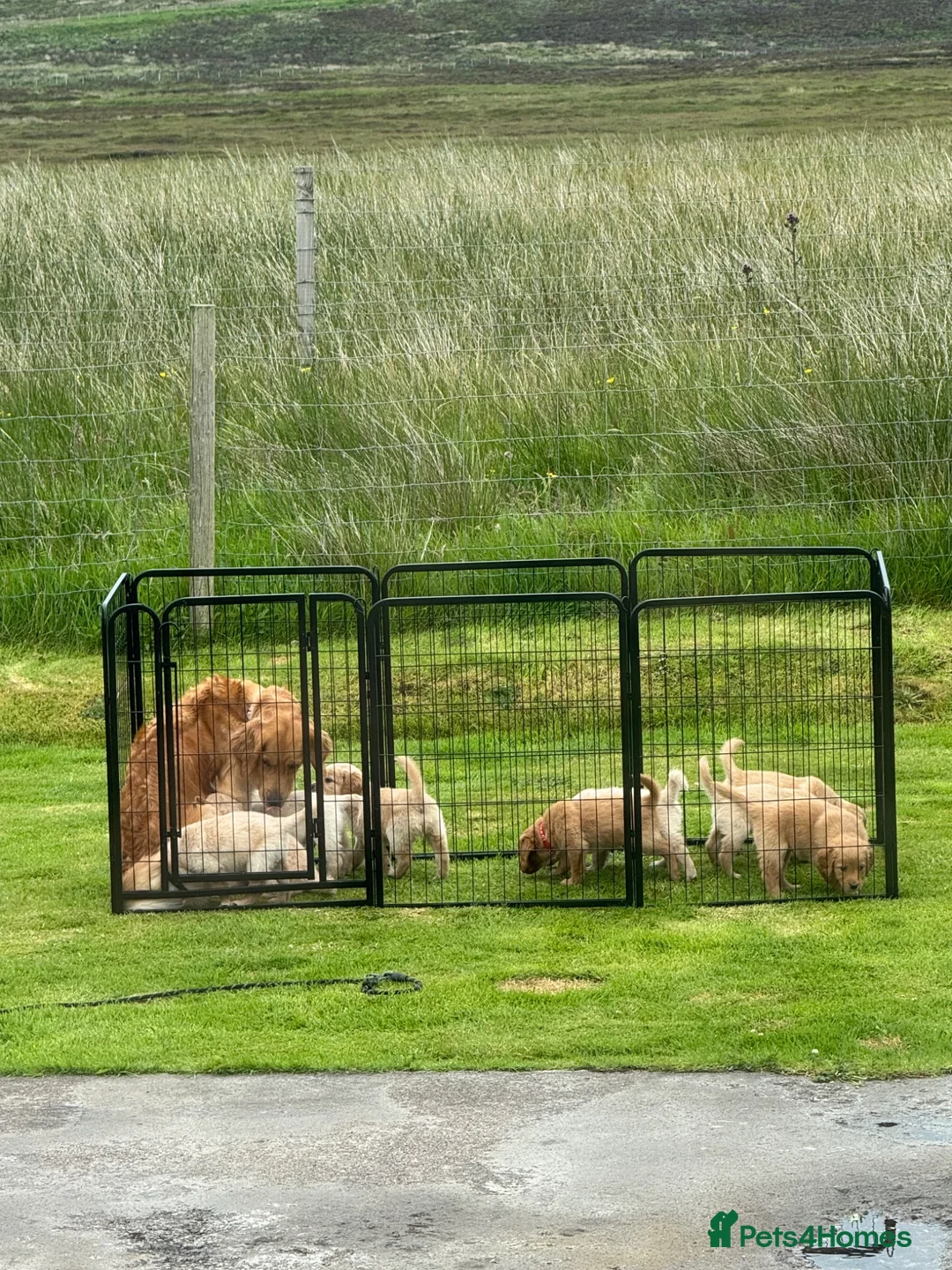 Golden Retriever dogs for sale: Golden retriever puppies  in Isle of Lewis - Advert 2