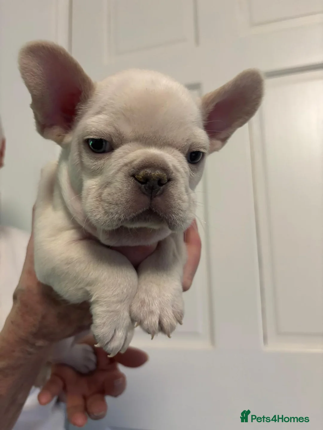 French Bulldog dogs for sale: Ready - Lilac Platinum - Fluffy Carriers - Advert 16