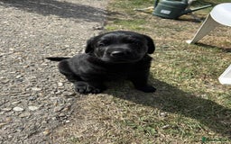 Labrador Retriever dogs for sale: KC register Dog puppy  - Image 2