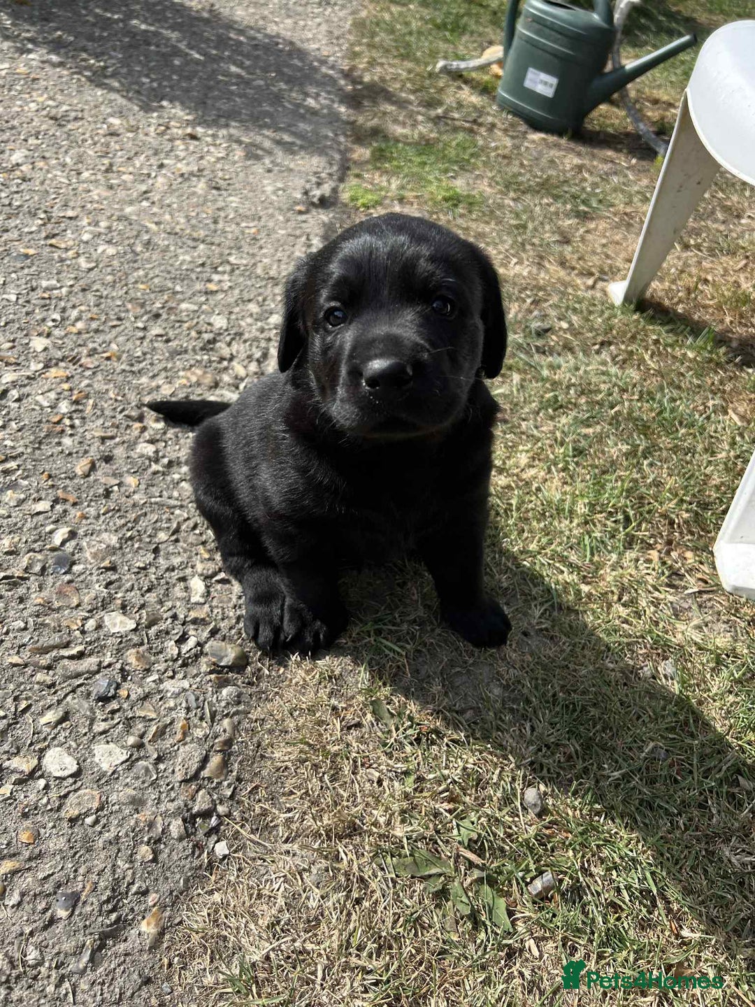 Labrador Retriever dogs for sale: KC register Dog puppy  - Image 2