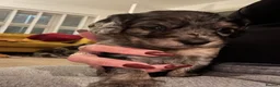 Cavapoo dogs for sale: Tri colour Cavapoo boy - Advert 4