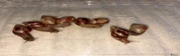 Snails invertebrates for sale: Giant African land snails ready for homes!  - Advert 7