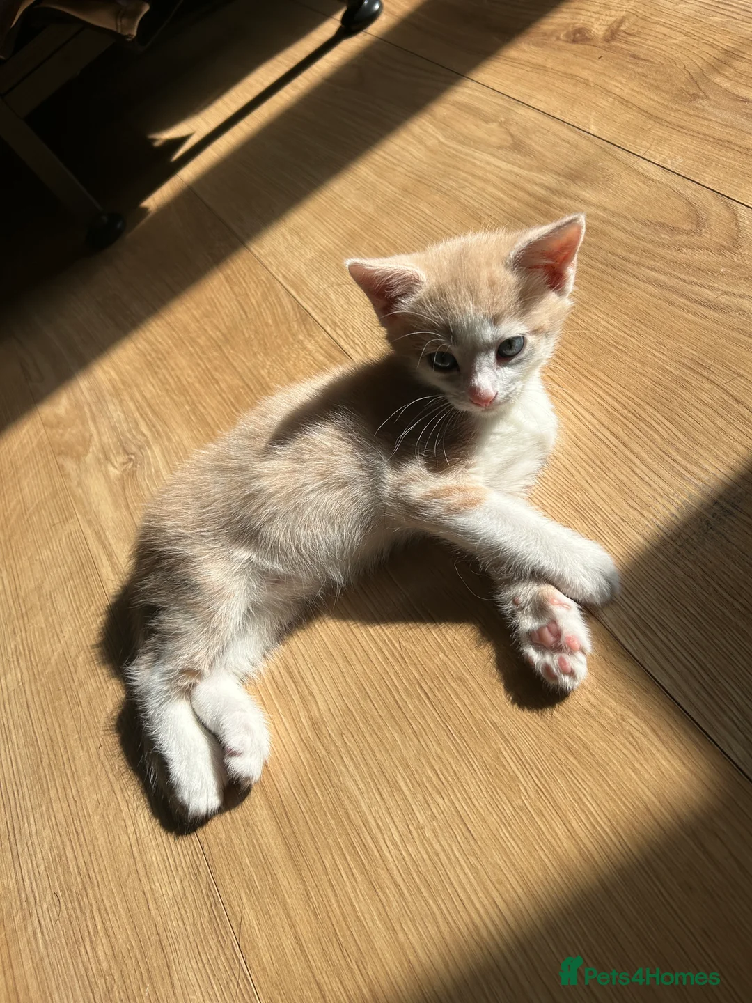 Mixed Breed cats for sale: 4 lovely mixed colour kittens in Hull - Advert 2