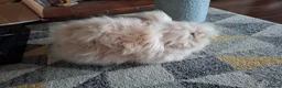 Angora rabbits for sale:  Pedigree Angora x Double Mained Lionhead babies   - Advert 8