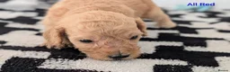 Cavapoochon dogs for sale: PRA Clear genetically DNA Tested Cavapoochons in Towcester - Advert 18